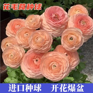 花毛茛种球四季开花洋牡丹球根易活室内外阳台耐寒盆栽植物花种子