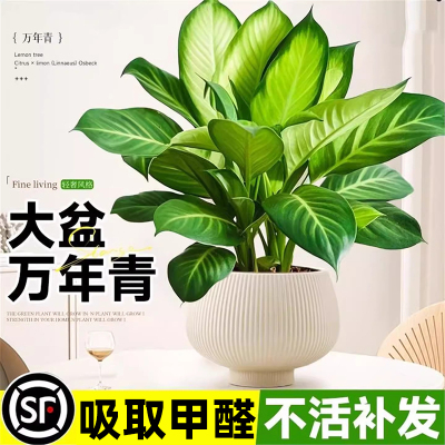 大盆玛丽安万年青盆栽绿植办公室