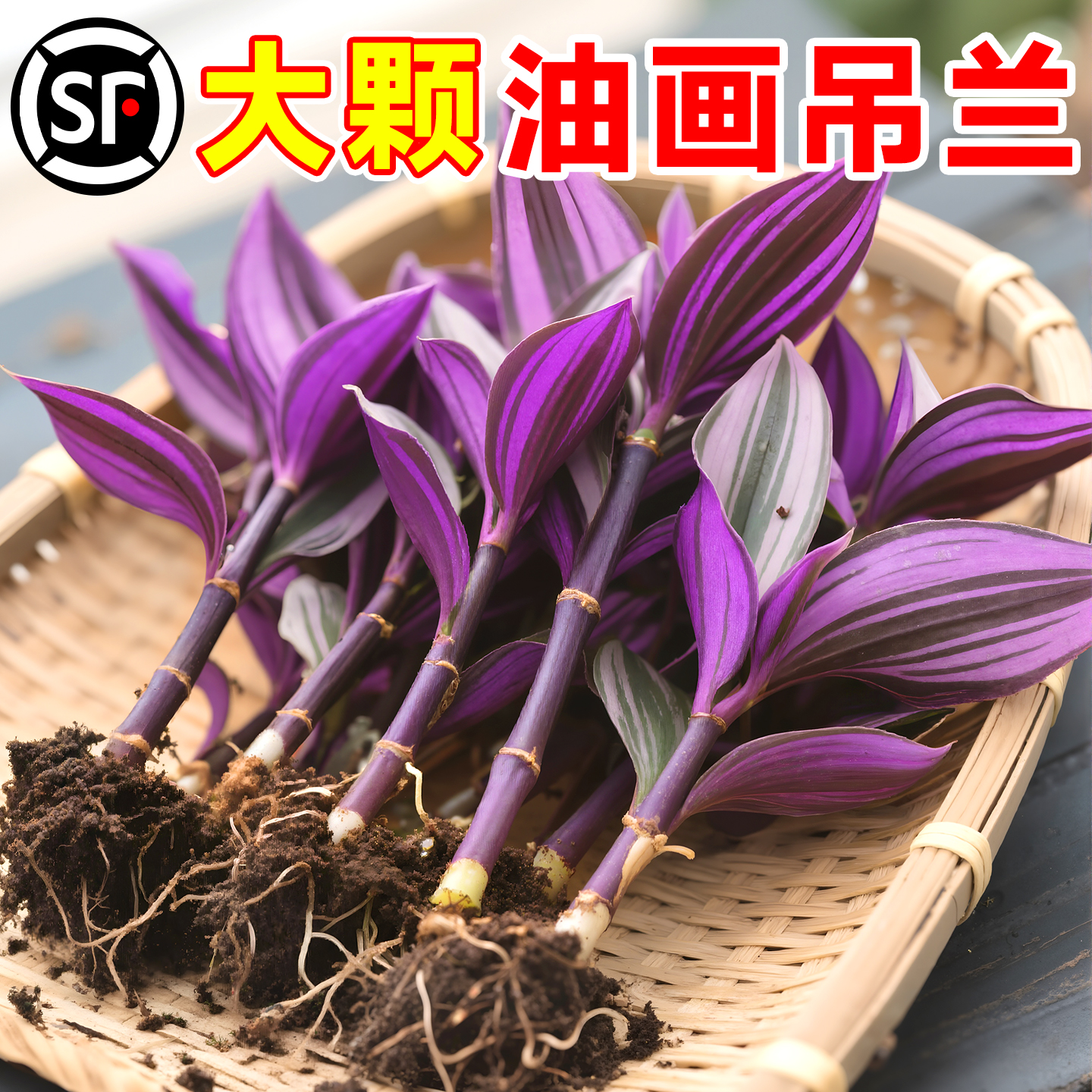 紫竹梅盆栽办公室内桌面绿植四季好养紫罗兰油画婚礼吊兰水培植物