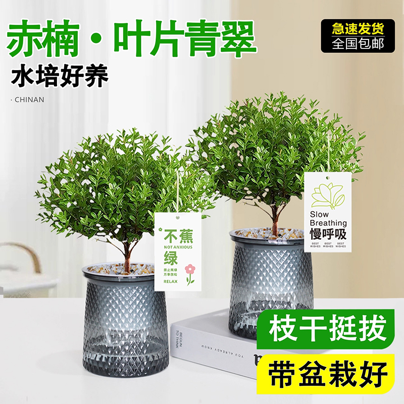 小叶赤楠盆栽懒人花卉微景观水培