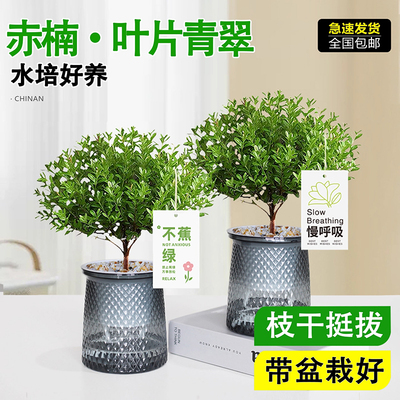 小叶赤楠盆栽懒人花卉微景观水培