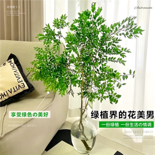 美男树水培植物鲜切枝室内四季好养无土纯水培绿植水养马醉木吊钟