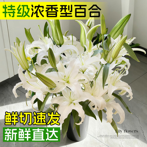 白百合鲜花正宗重瓣香水百合花云