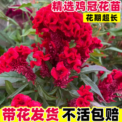 鸡冠花盆栽节日四季耐晒耐热