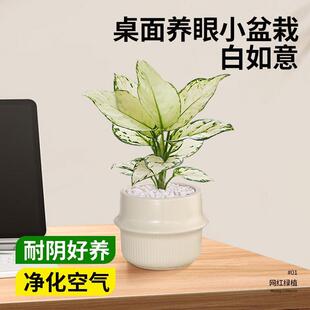 白如意绿植高级感小盆栽皇后竹芋四季懒人植物办公室内工位好养活