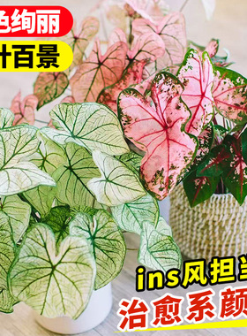 彩叶芋盆栽芋类彩色绿植大全室内好养水培植物粉色飞溅海芋竹花卉