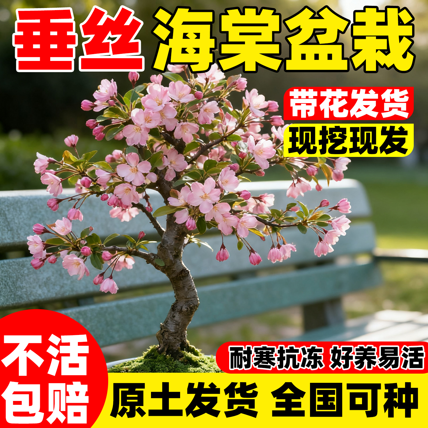 垂丝海棠花盆栽树苗冬季开花植物