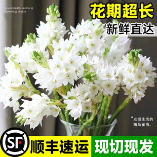 雀梅鲜花白色圣心百合水养鲜花居家插花装饰客厅云南昆明基地直发