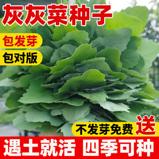 灰灰菜种子灰条菜鹤顶菜草灰菜阳台盆栽种孑苗山野菜农家蔬菜种籽