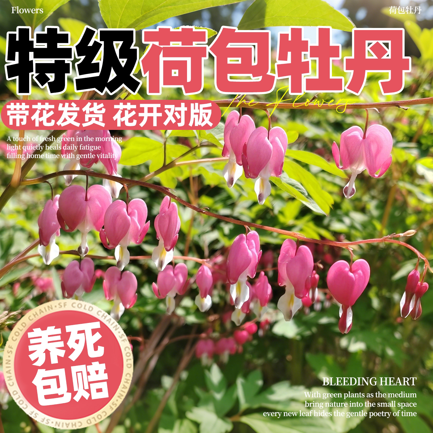 荷包牡丹花苗盆栽正品带芽种植玲儿草室内庭院阳台耐寒多年生植物