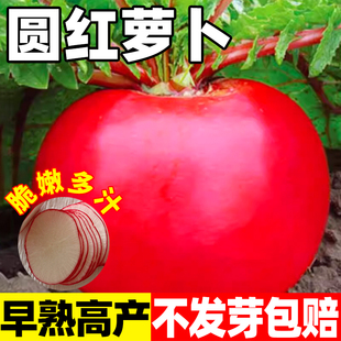 圆红萝卜种子东北大红圆形萝卜种籽四季红皮白肉水萝卜阳台蔬菜种