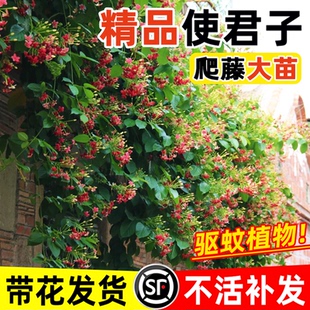 使君子花苗爬藤植物阳台围墙花水君子花苗室内外重瓣藤类攀爬花卉