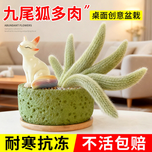 九尾狐多肉植物摆件室内盆栽桌面稀罕绿植仙人掌科稀奇古怪的植物