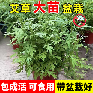 艾草盆栽驱蚊植物香艾蒿端午花可食用新鲜艾草叶客厅室内草苗绿植