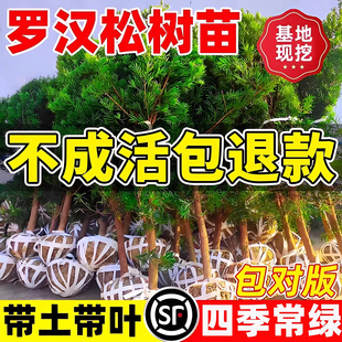 罗汉松树苗盆景小叶雀舌室外庭院盆栽地栽大树造型树桩名贵绿化苗