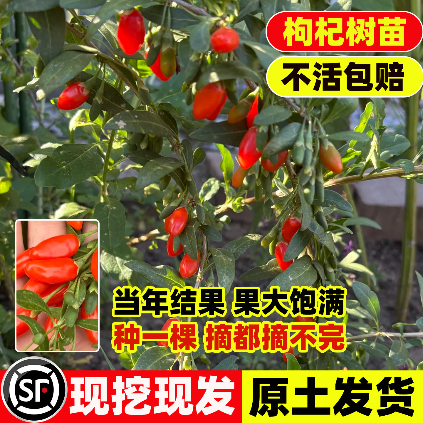 红枸杞树苗庭院盆栽地栽南北方宁夏绿植可食用黑枸杞当年结果果树