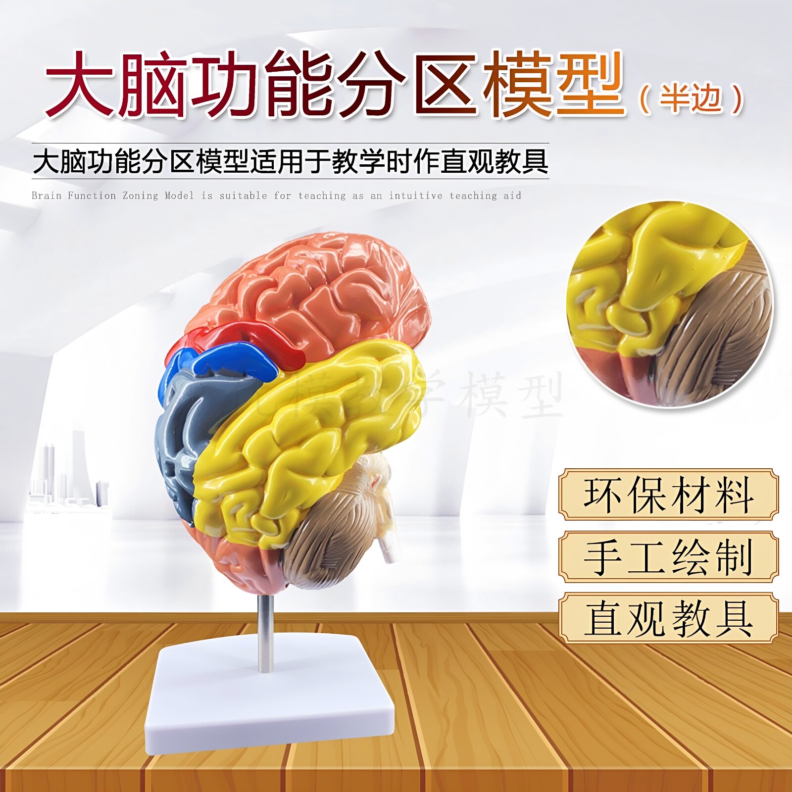 大脑解剖功能分区模型大脑血管动脉语言中枢听觉区颅脑厂家直销