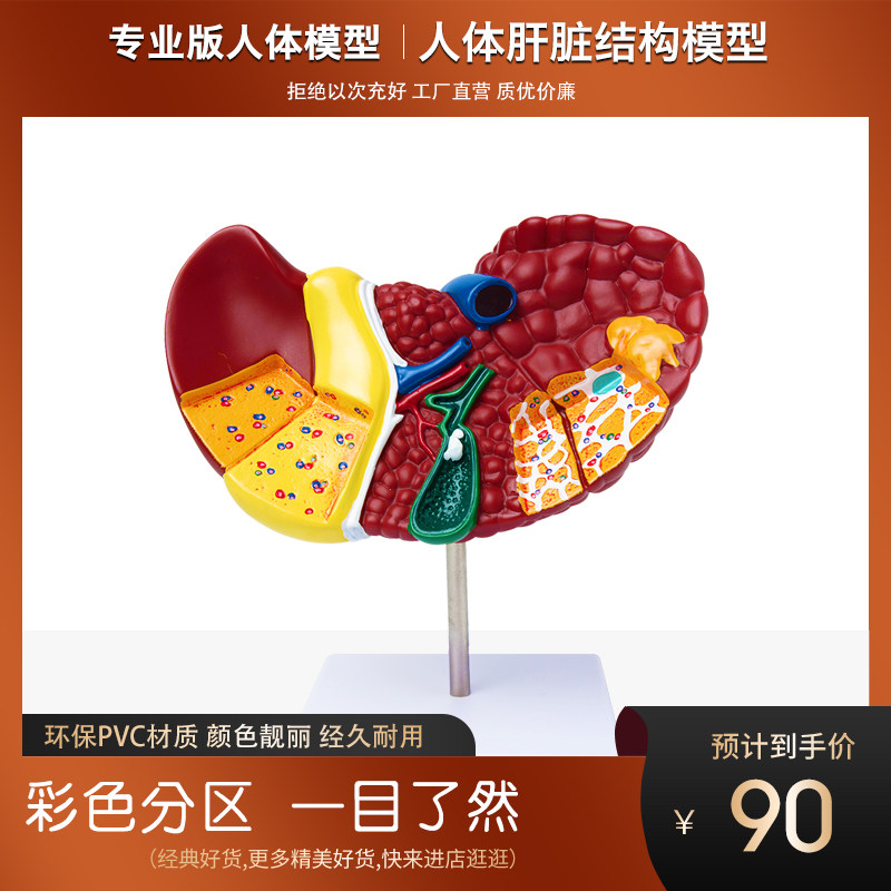 人体肝脏解剖结构模型学校教学演示器官模块医院用讲解内脏摆件