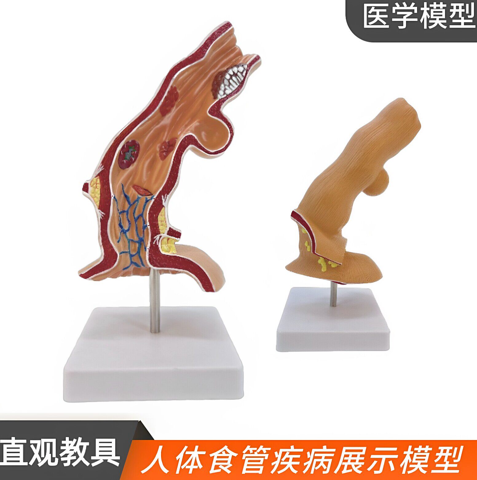 人体食管解剖模型食道消化系统科室医用教学胃部呼吸器官人体模型