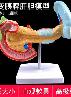 教学仿真肝胆胰十二指肠结构模型消化科医学肝脏胰腺胆囊肝胆模型