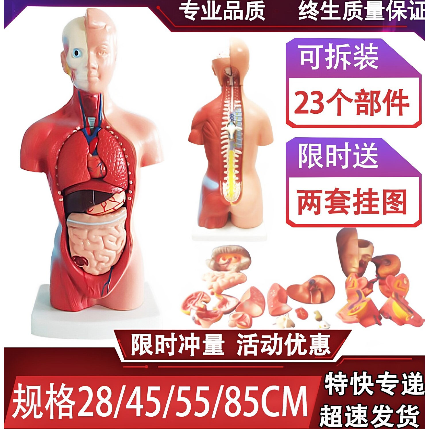 人体解剖模型器官可拆卸医学教学心脏内脏模型玩具躯干系统结构图