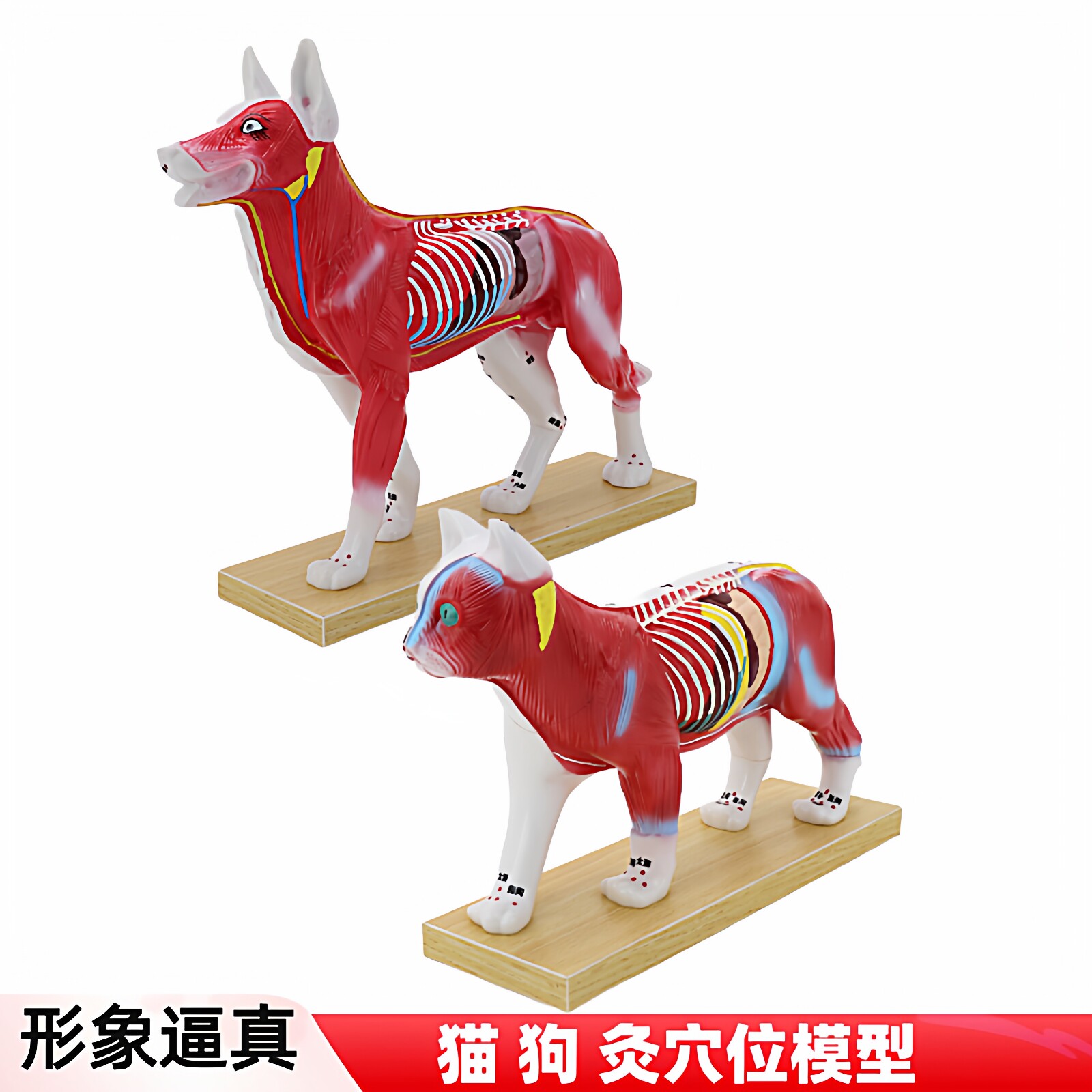 猫狗体针灸模型动物针灸穴位模型猫猪马解剖标本医学教学展示教具