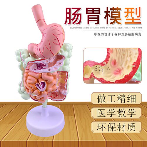 人体消化系统解剖模型大肠模型直肠十二指肠内脏肠胃解剖构造模型