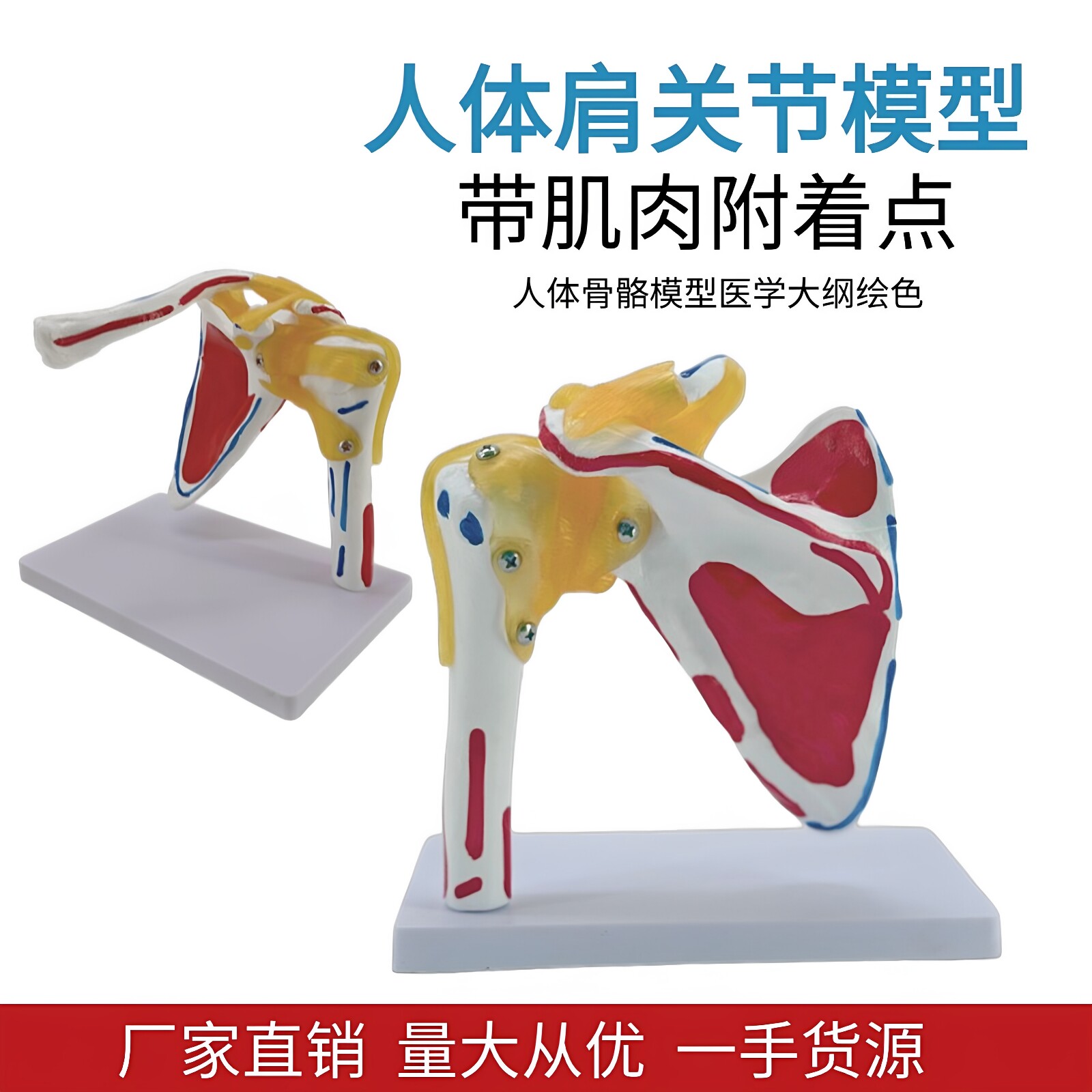 人体肩关节模型医用教学演示动态骨骼模型带肌肉附着点可活动拆卸