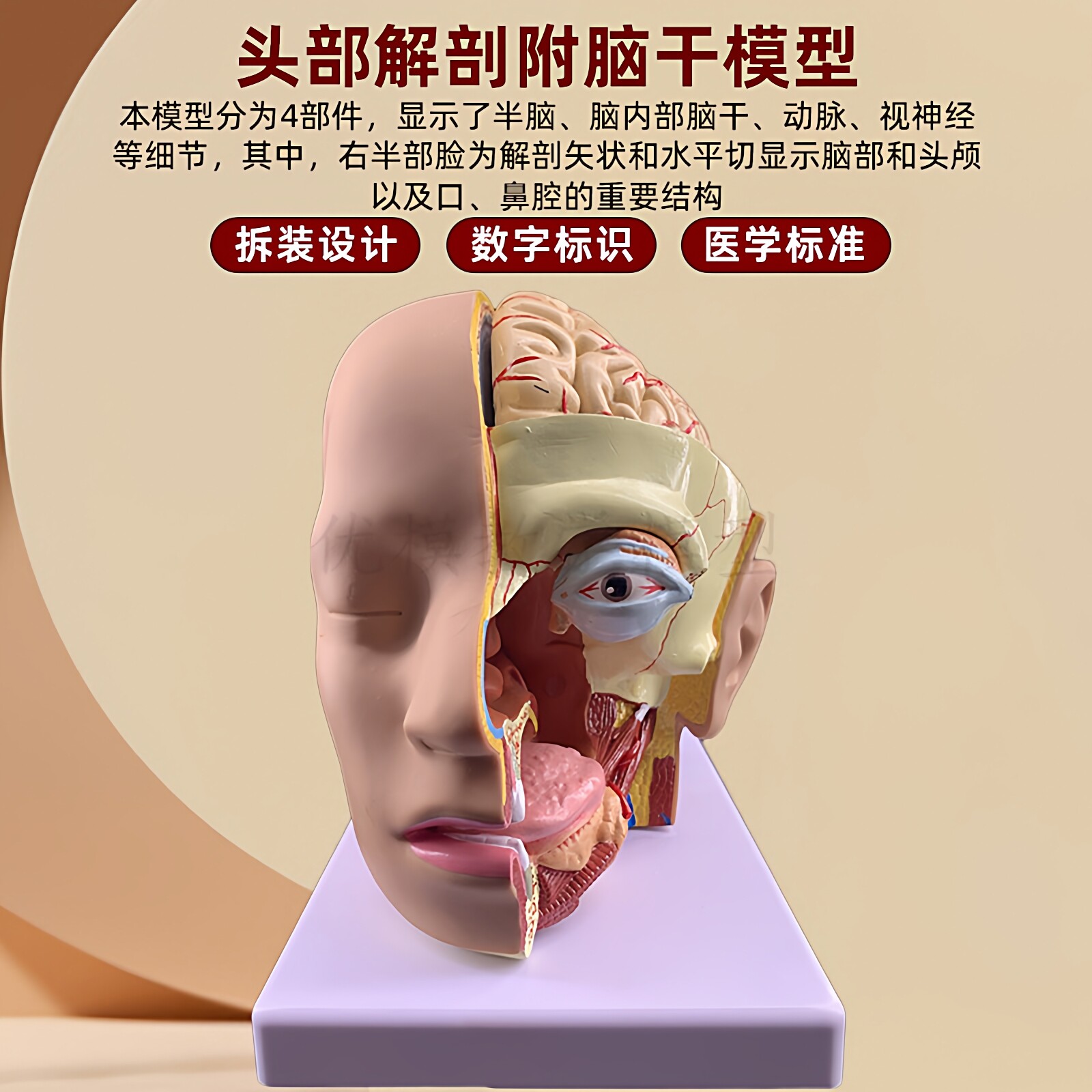 人体头部解剖附脑干五部件模型医用教学演示数字标识动态成品模型
