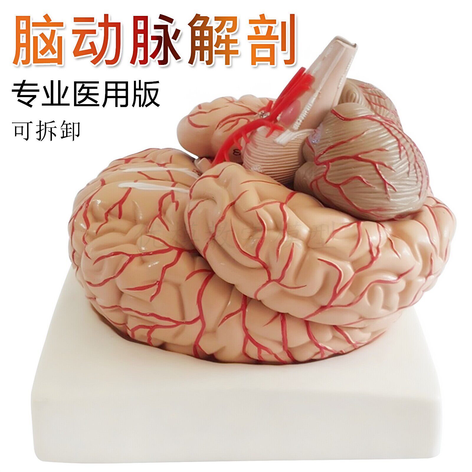人体大脑解剖模型 脑附脑动脉模型 脑血管模型 神经科脑模型