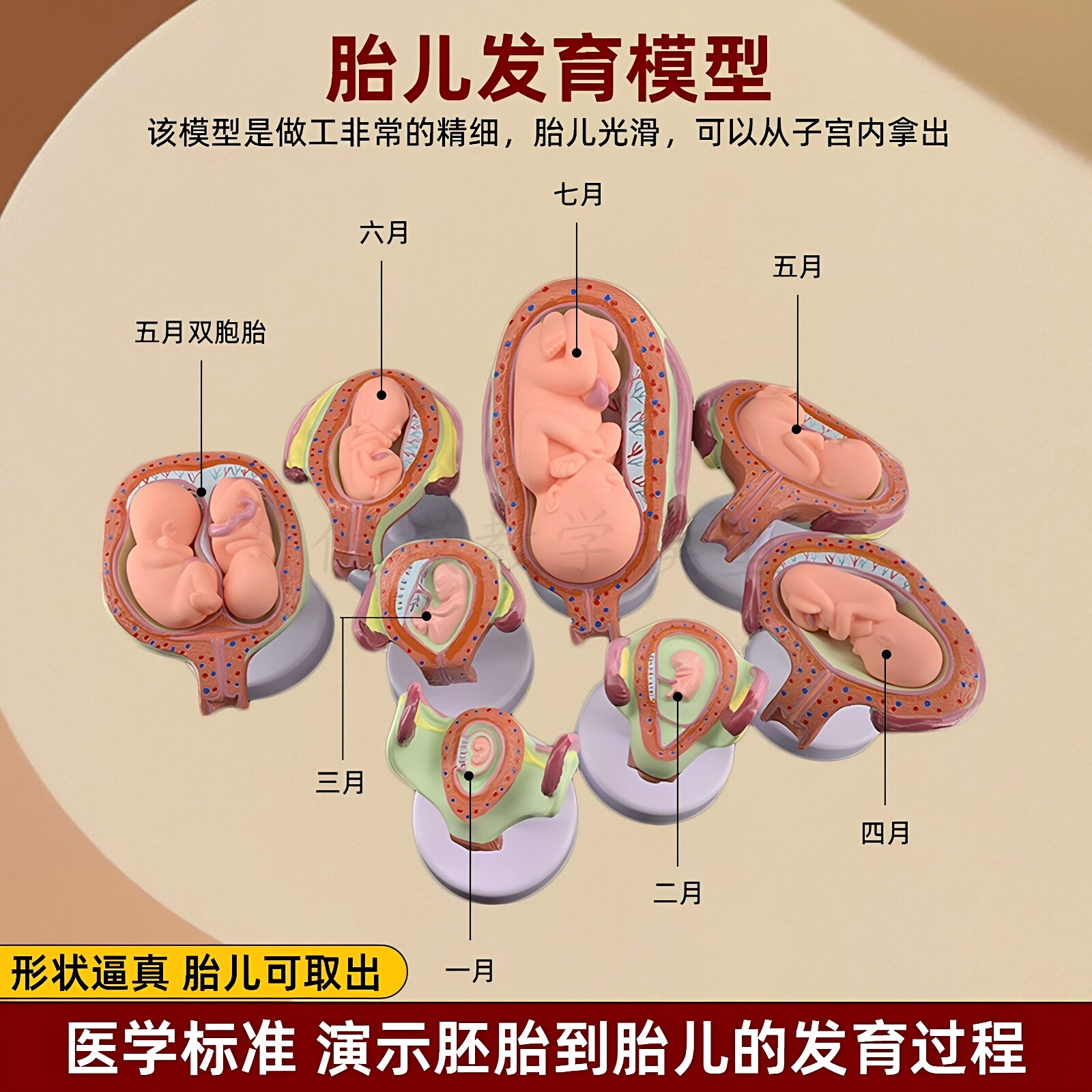 政河仿真胚胎胎儿发育教学演示模型医用标准胎儿妊娠阶段成长模型