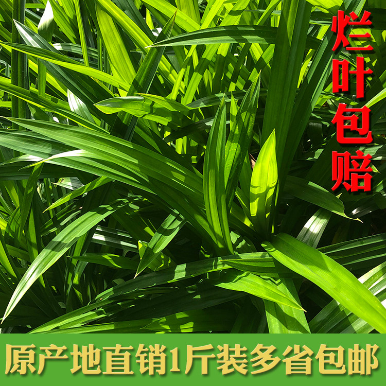 斑斓叶种植,海南斑斓叶种植基地,斑斓叶效_大山谷图库