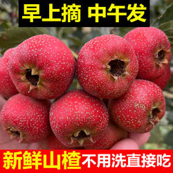 山楂鲜果新鲜山楂大果现摘鲜山楂大果山里红山渣冰糖葫芦用生山楂