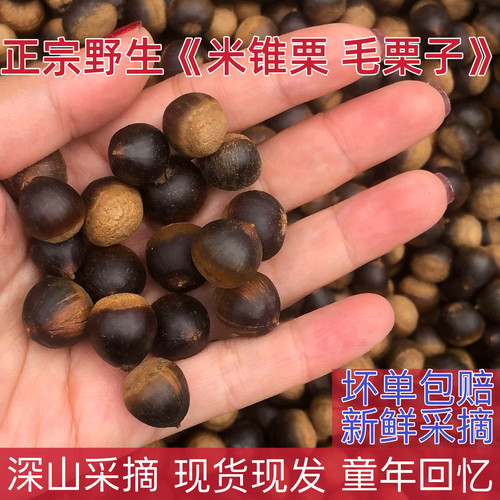 野生野果小板栗新鲜小米锥栗生锥栗圆毛栗子榛子坚果零食米椎栗