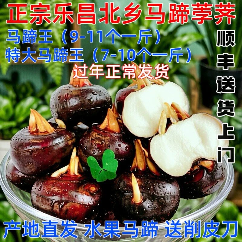 粤北乐昌北乡新鲜现挖荸荠马蹄马蹄王水果无渣脆甜包邮