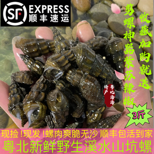 现捡新鲜野生3斤溪水山坑螺石螺清脆爽口螺鲜活无沙螺蛳顺丰直达