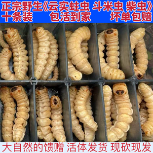 斗米虫倒钩刺虫米虫野生活体斗米虫倒督黄狼虫黄寮狼虫云实蛀虫