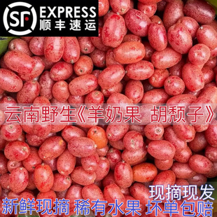 云南野生羊奶果新鲜酸甜可口童年记忆半春子孕妇水果胡颓子包邮