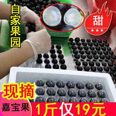 稀有嘉宝果树葡萄风味独特