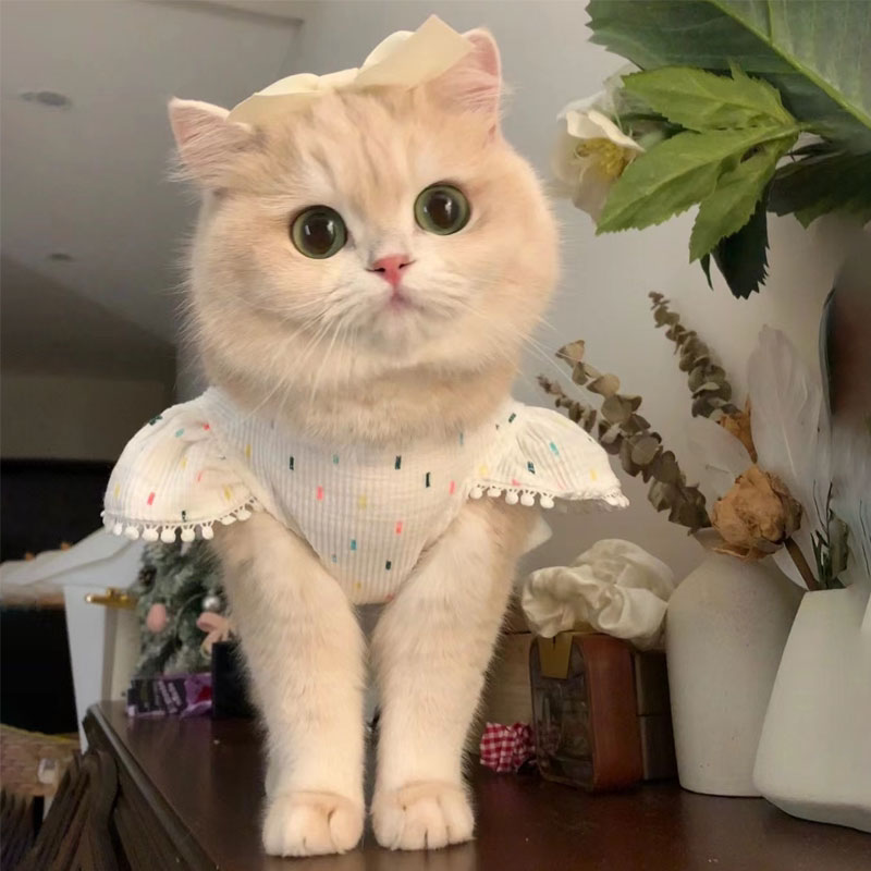 金渐层ny12幼猫英短赛级血统蓝金宠物猫咪活物幼崽短毛猫矮脚猫舍