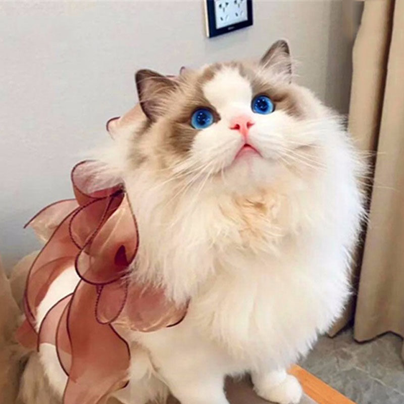 布偶猫幼猫活体海双蓝双赛级血统长毛仙女猫宠物猫咪活物成都猫舍