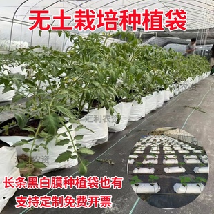 无土栽培基质袋育苗专用蓝草莓耐用种植长方形西瓜蔬菜透气黑白膜