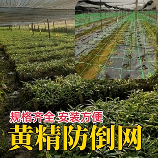 黄精防倒网防倒伏青瓜爬藤冬花卉葡萄树芹菜定型种植蒜韭石斛大葱