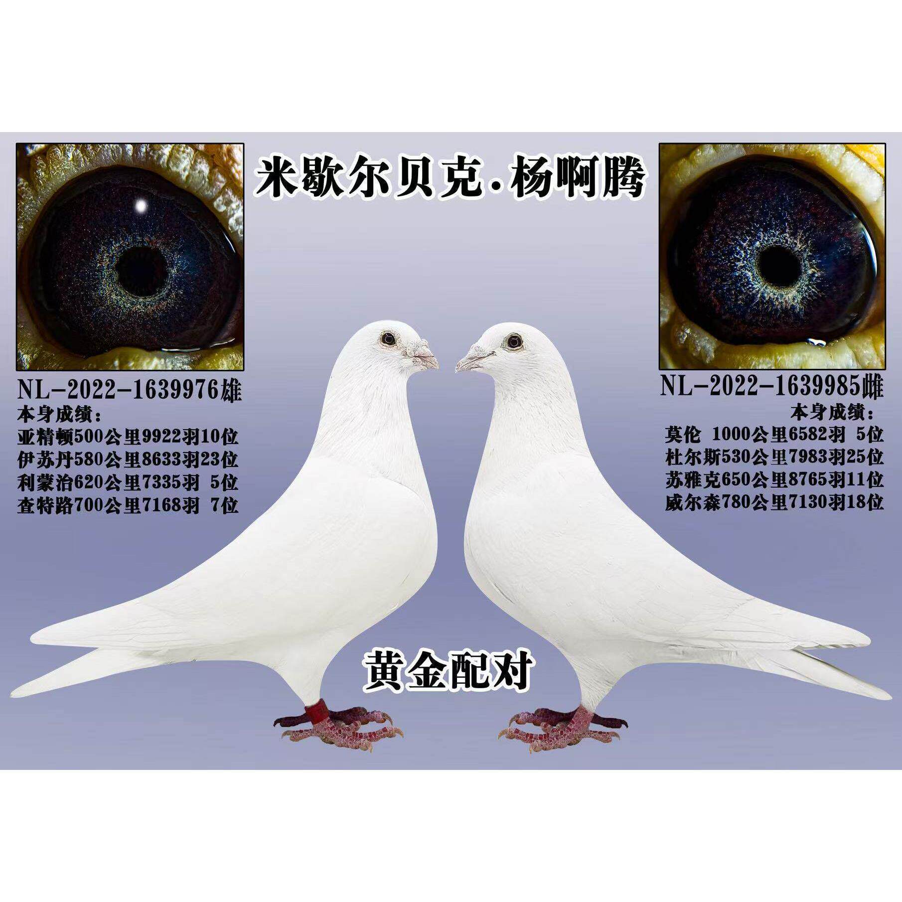 信鸽子活体鸽赛鸽成绩鸽鸽鸽血统鸽原环鸽棚种鸽幼鸽大鸽天落