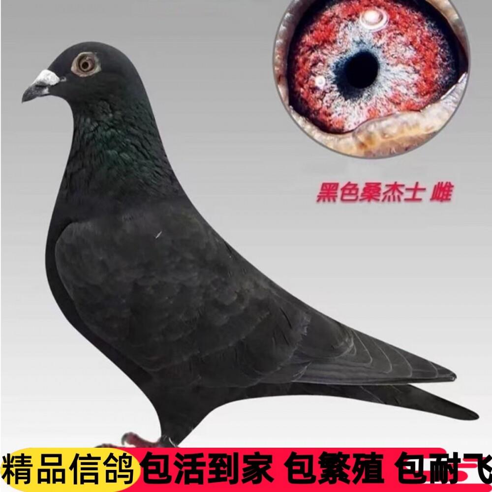 鸽活体一对信鸽成绩鸽后代统鸽超鸟