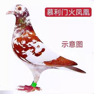 【慕利门火凤凰】统信鸽赛鸽活一体公血母对种鸽成年鸽幼鸽活物鸟