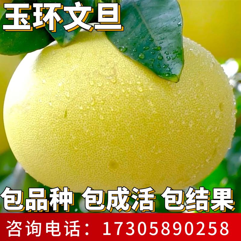 玉环文旦树苗南北方种植庭图片