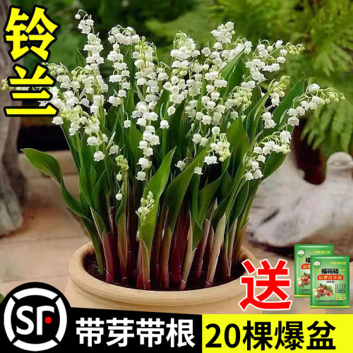 铃兰花苗盆栽耐寒植物带苞进口