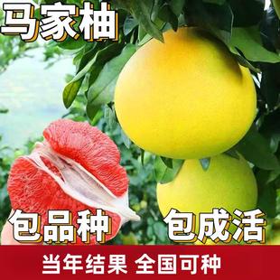 马家柚子树苗南北方庭院地栽特大红心蜜柚盆栽嫁接果树苗当年结果