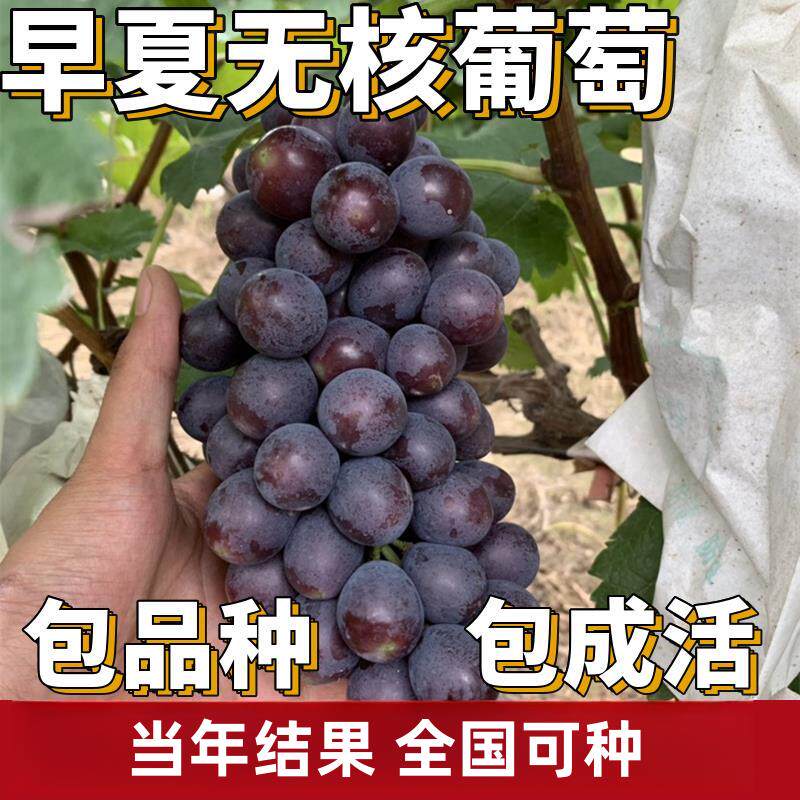 早夏无核葡萄苗南北方庭院地栽爬藤果树盆栽嫁接耐寒无籽当年结果